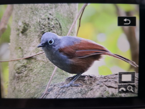 Sunda Laughingthrush