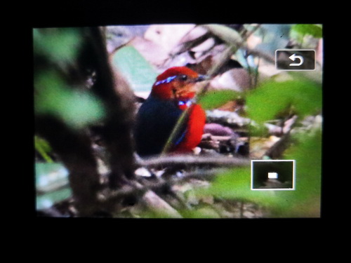 Blue-banded Pitta