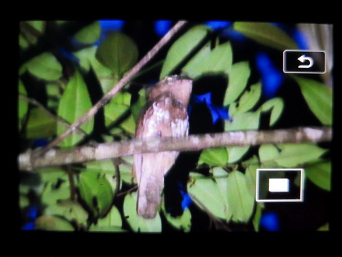 Bornean Frogmouth