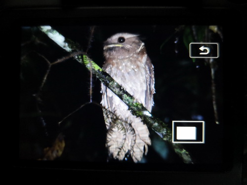 Dulit Frogmouth