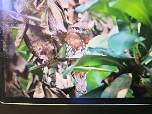 Sunda Frogmouth