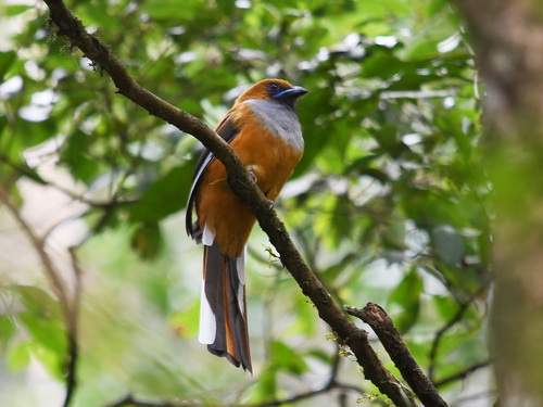Whitehead's Trogon 