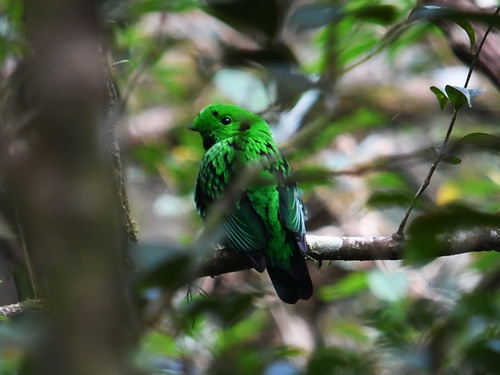 Whitehead's Broadbill