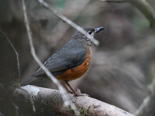 Everett's Thrush