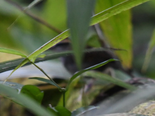 Bornean Stubtail