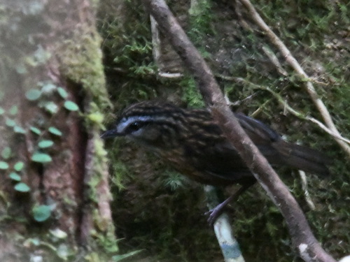 Mountain Wren-babbler