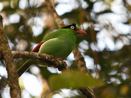 Short-tailed Green Magpie