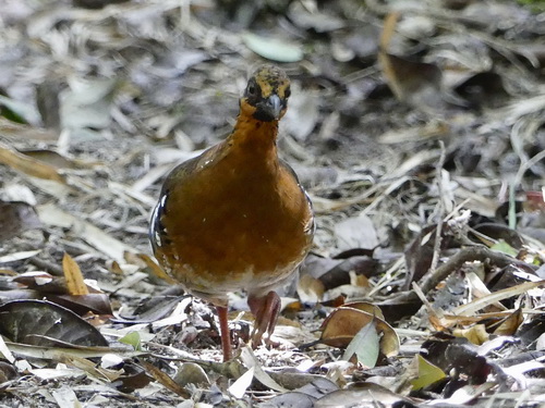 Red-breasted Partridge