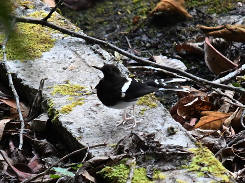 Bornean Forktail