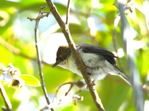 Chestnut-crested Yuhina