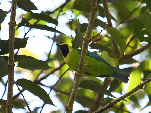 Bornean Leafbird