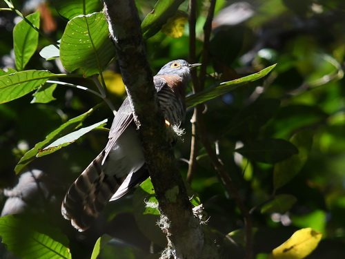 Bock's Hawk Cuckoo