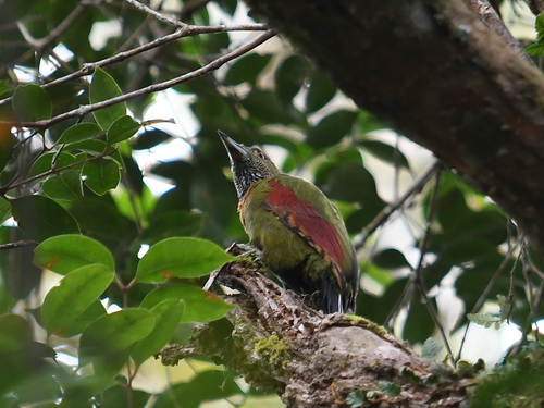 Checker-throated Woodpecker