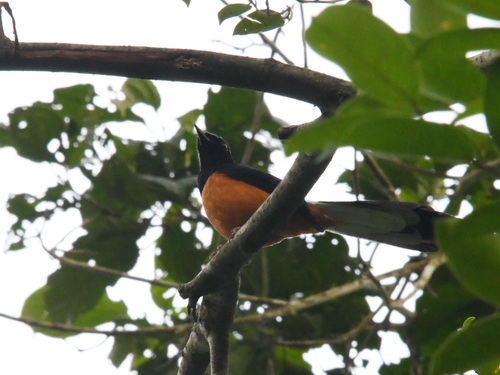 White-crowned Shama
