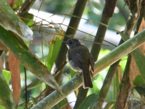 Fulvous-chested Jungle Flycatcher