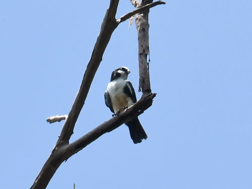 White-fronted Falconet