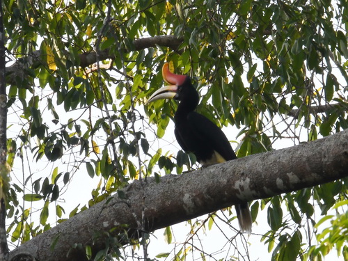 Rhinoceres Hornbill