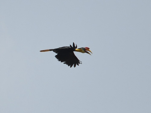 Wrinkled Hornbill