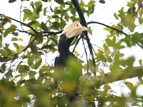 Black Hornbill