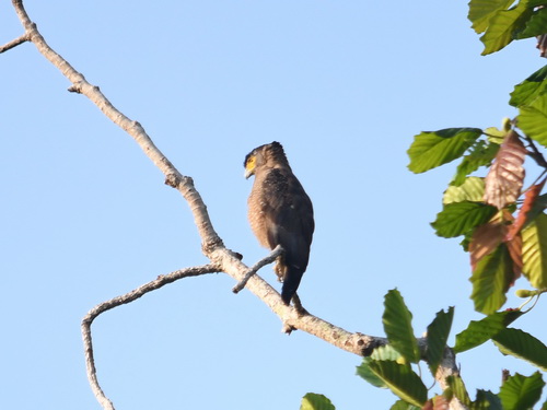 Crested Serpent Eagle