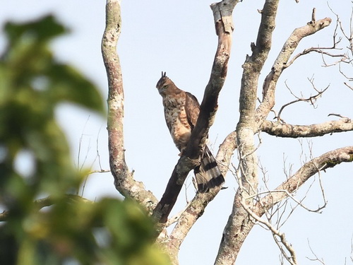 Wallace's Hawk Eagle