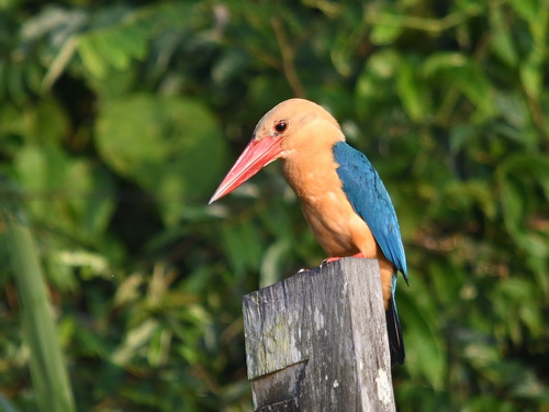 Stock-billed Kingfisher