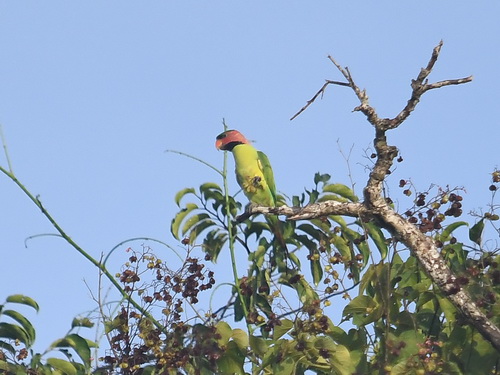 Long-tailed Parakeet