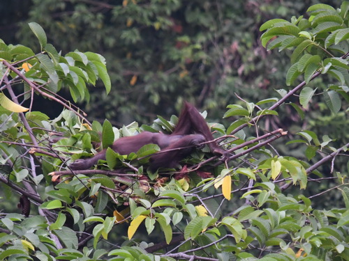 Bornean OrangUtan