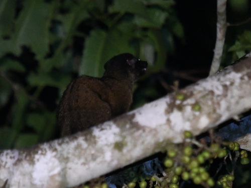 Bornean Striped Palm Civet