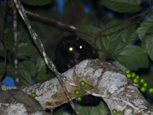 Black Flying Squirrel