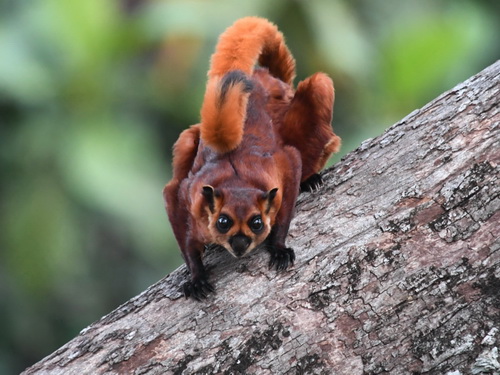 Red Giant Flying Squirrel