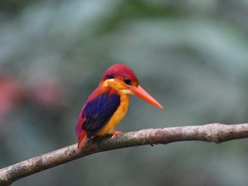 Rufous-backed Kingfisher