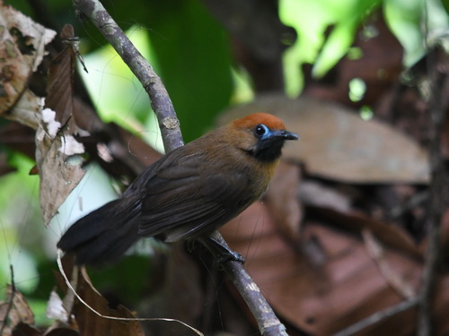 Fluffy-backed Tit-babbler