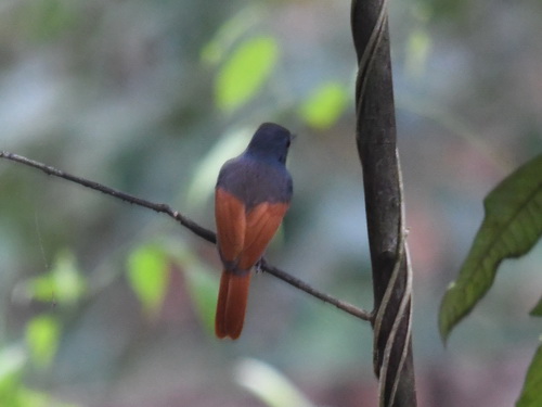 Rufous-winged Philentoma