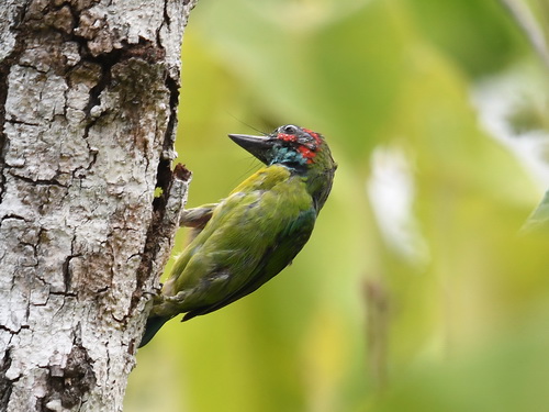 Blue-eared Barbet