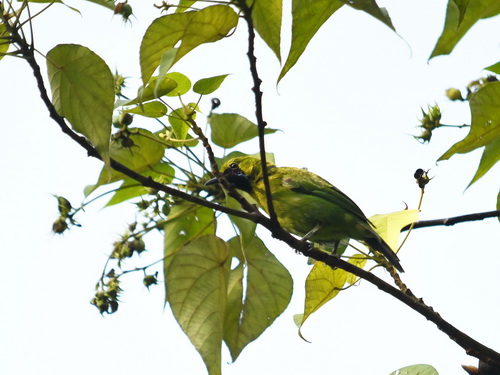 Lesser Green Leafbird