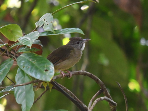 Grey-cheeked Bulbul