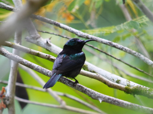Copper-throated Sunbird