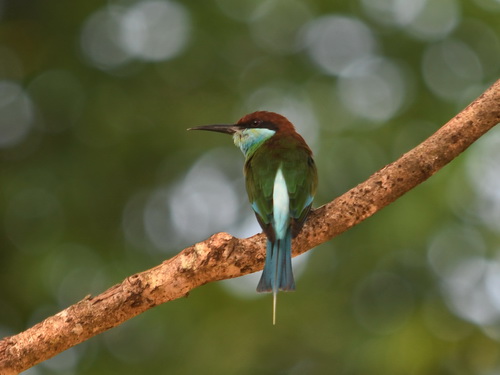 Blue-throated Bee-eater
