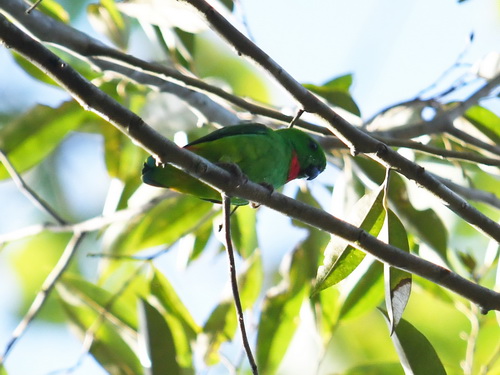 Blue-crowned Hanging Parrot