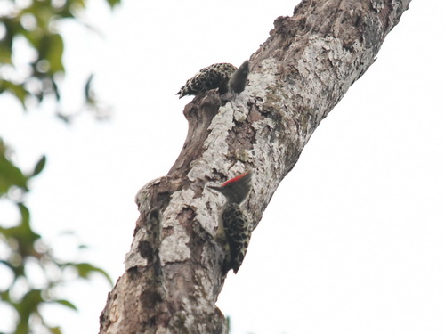 Grey-&-buff Woodpecker