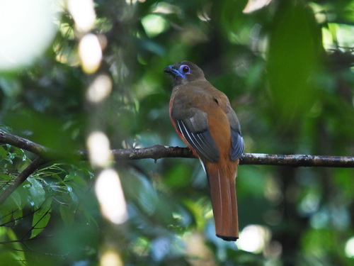 Diard's Trogon
