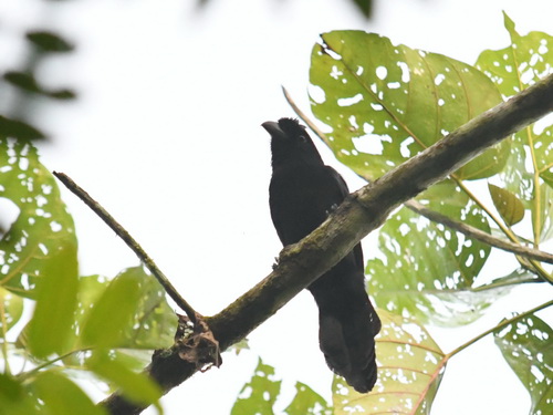 Bornean Black Magpie