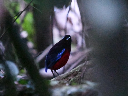 Black-headed Pitta