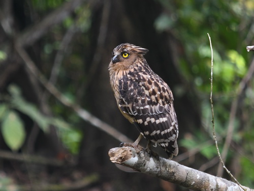 Buffy Fish Owl