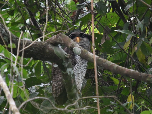 Barred Eagle Owl