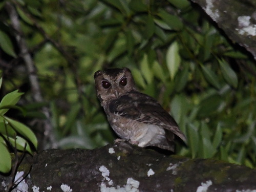 Sunda Scops Owl