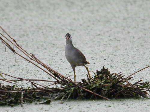 White-browed Crake