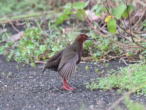 Ruddy-breasted Crake
