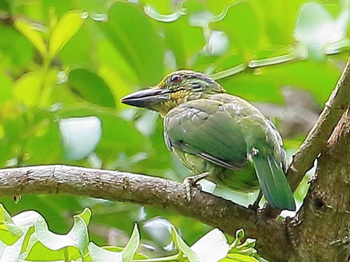 Mountain Barbet